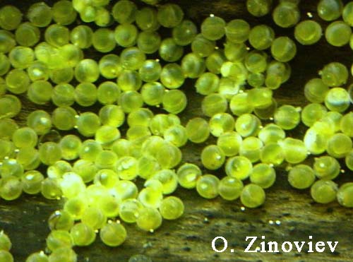 Hemiloricaria eigenmanni